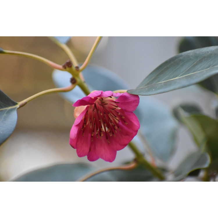 Rhodoleia henryi