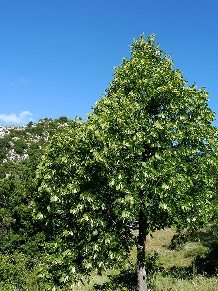 Tilia cordata