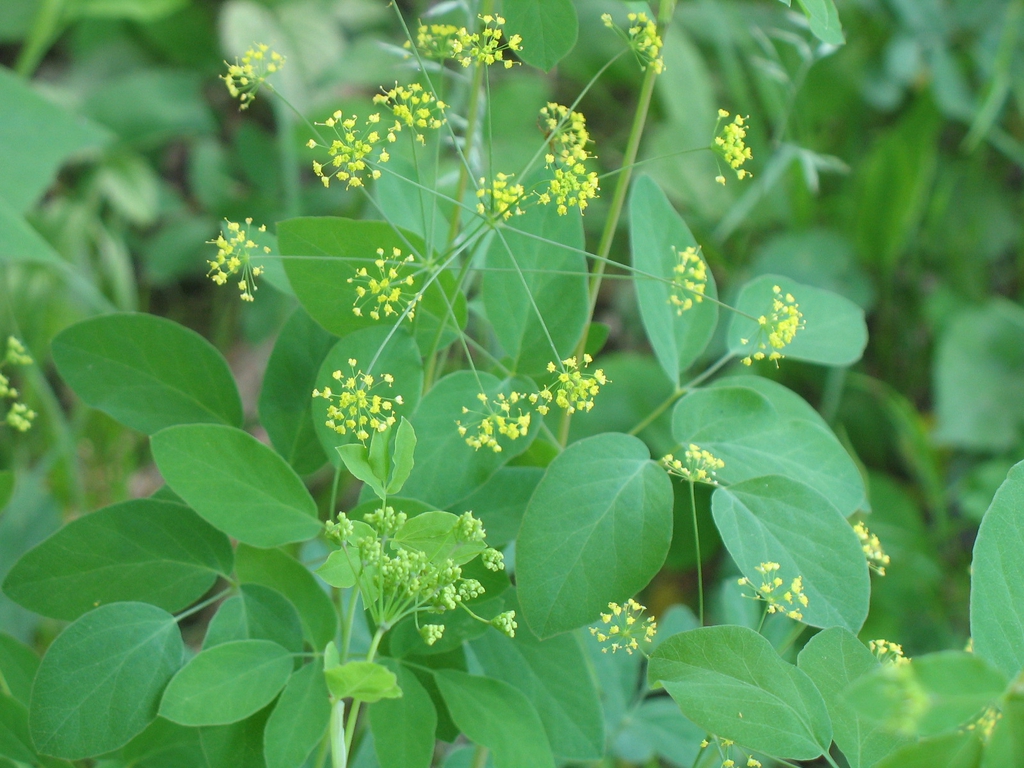 Taenidia montana
