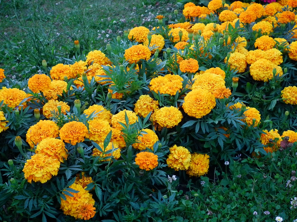 Plant in Bloom