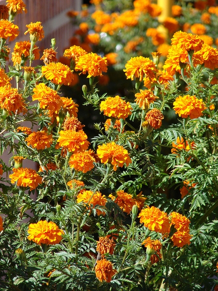 Tagetes-erecta