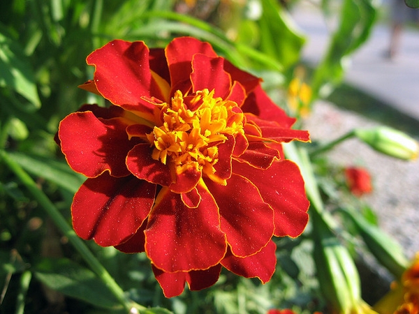 Close up of a flower head with orange ray florets.
