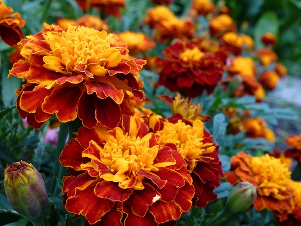Flower heads (some still in bud) with orange & yellow flowers.