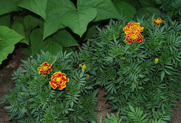 Bushy, dwarf plants bearing orange & yellow flower heads.