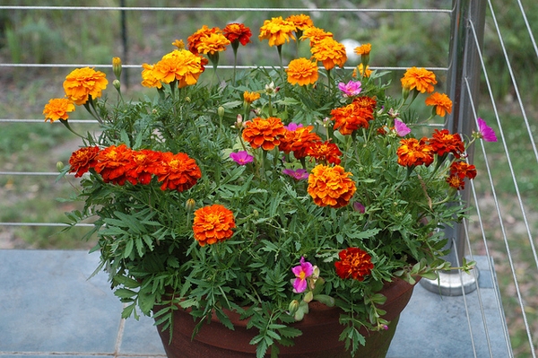 A container with bushy plants with orange flower heads.