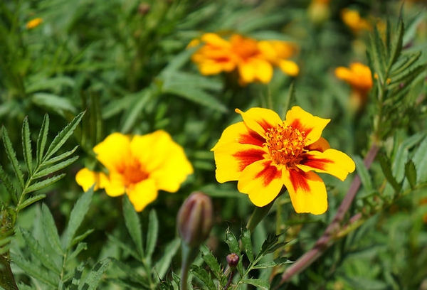 Tagetes temurfolia