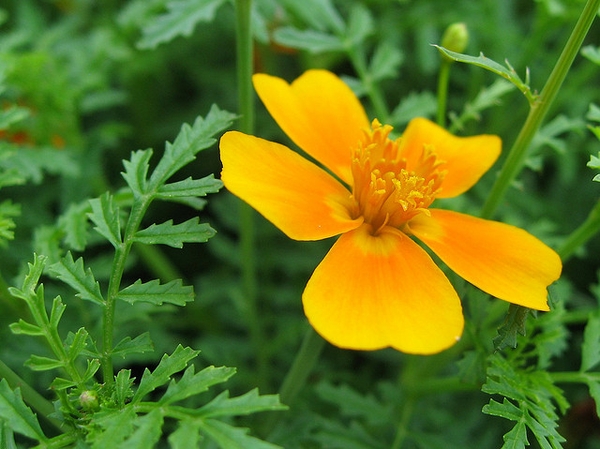 Tagetes tenuifolia