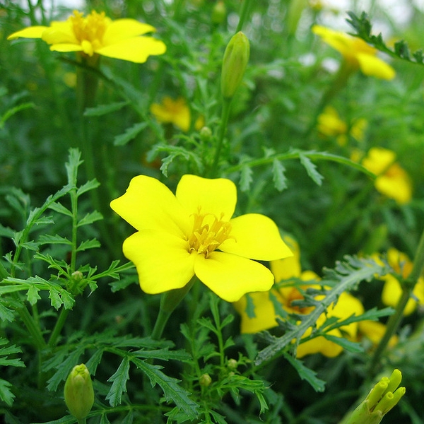 Tagetes tenuifolia 'Lemon Gem'