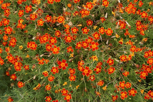 Tagetes tenuifolia