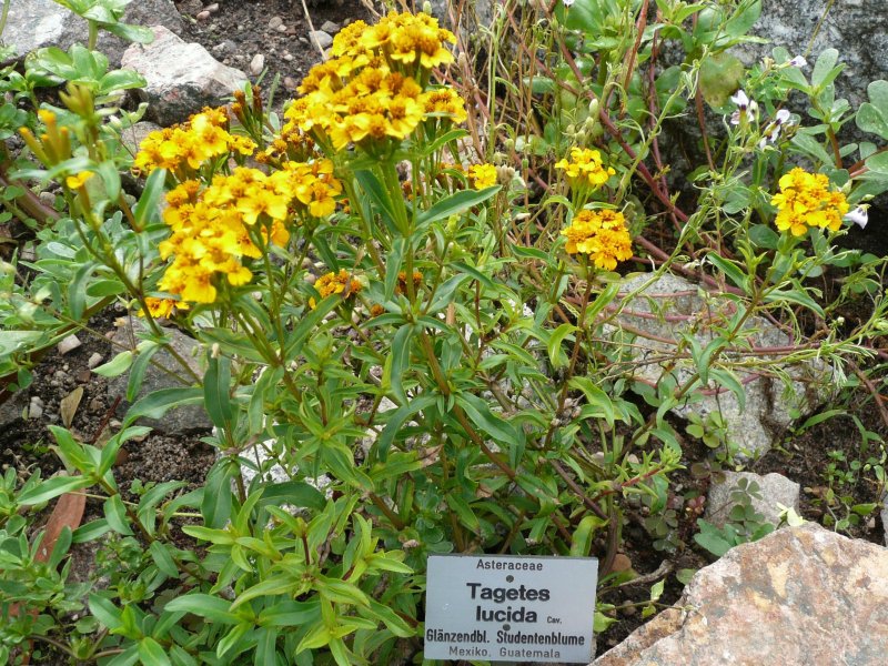 Form