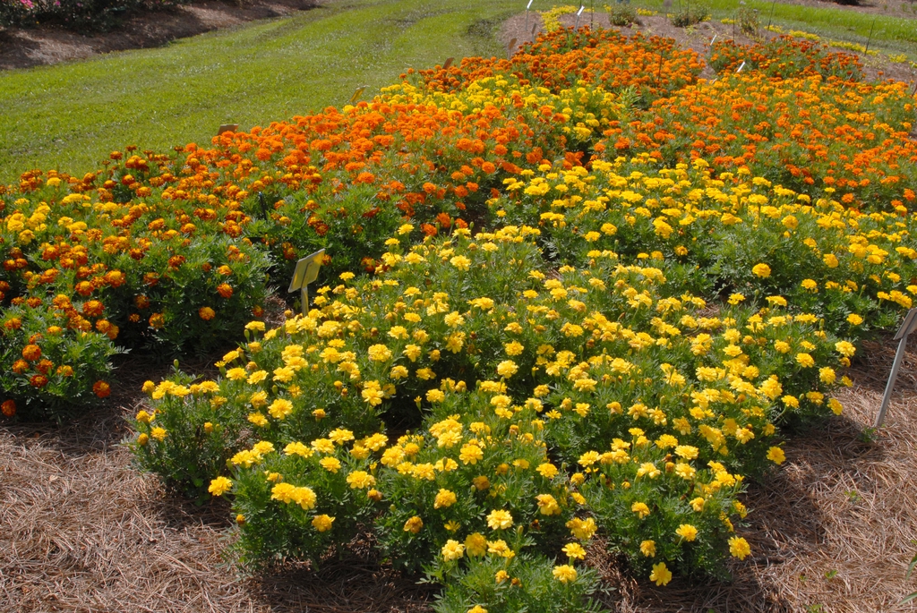 Tagetes