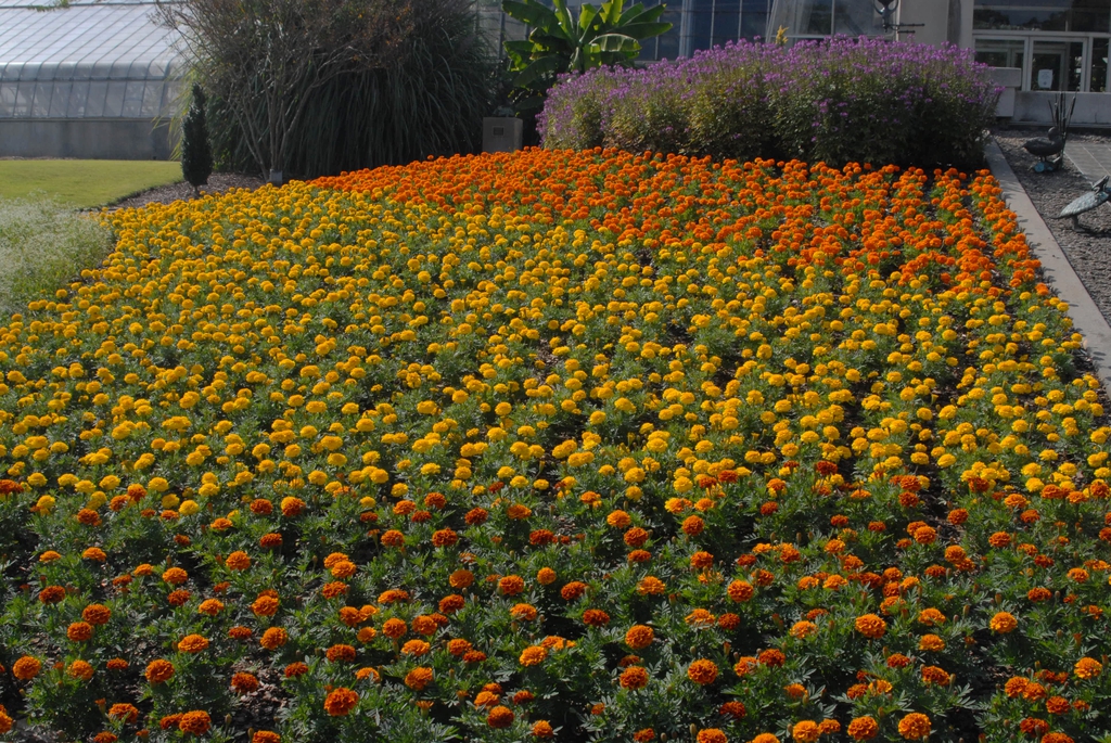 Tagetes
