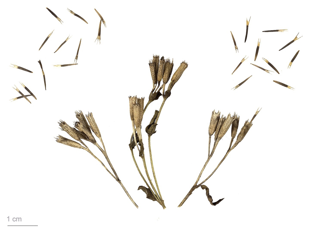 Botanical Drawing