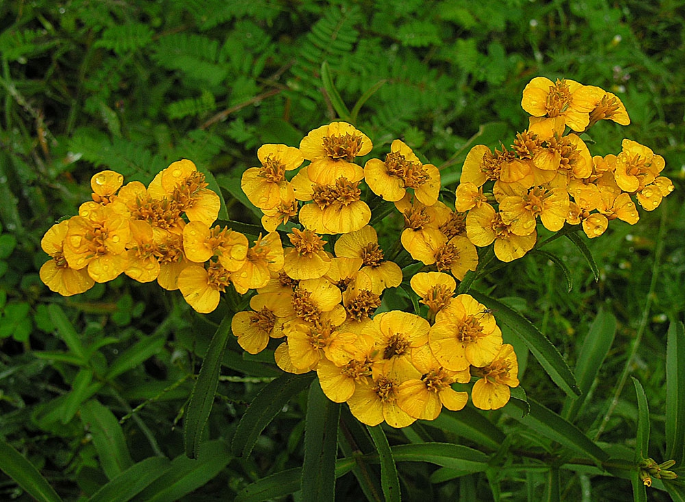 Flower