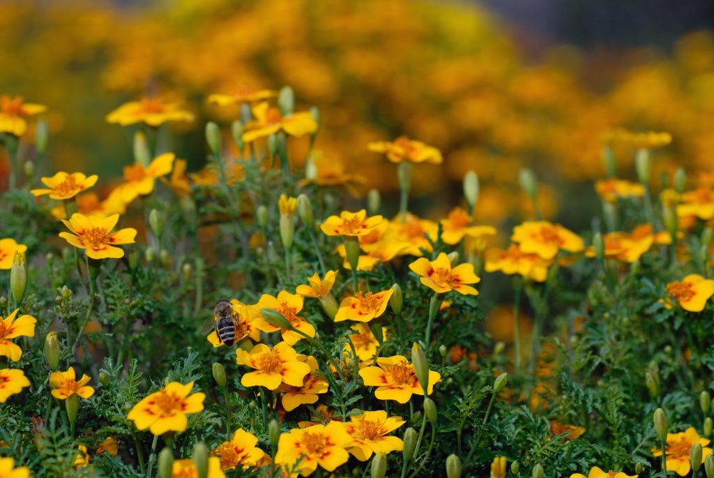 Tagetes tenuifolia