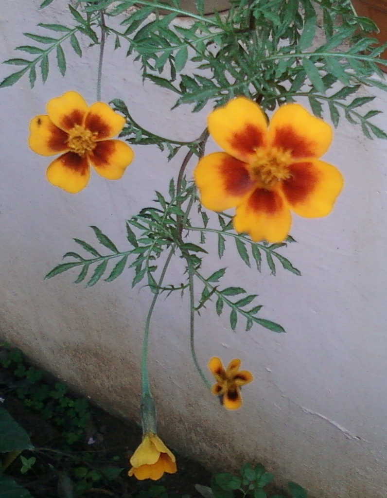 Leaves