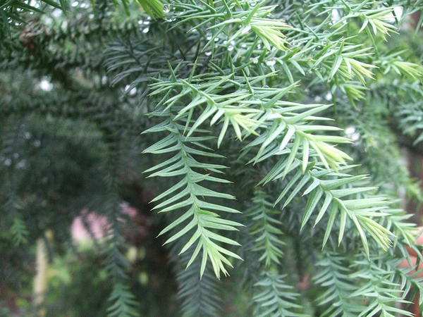 Taiwania cryptomerioides