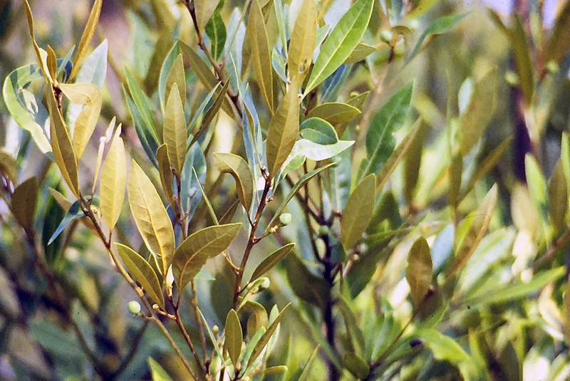 Close-up of leafy branches and lanceolate leaves