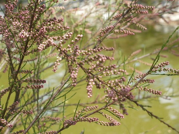 Tamarix gallica