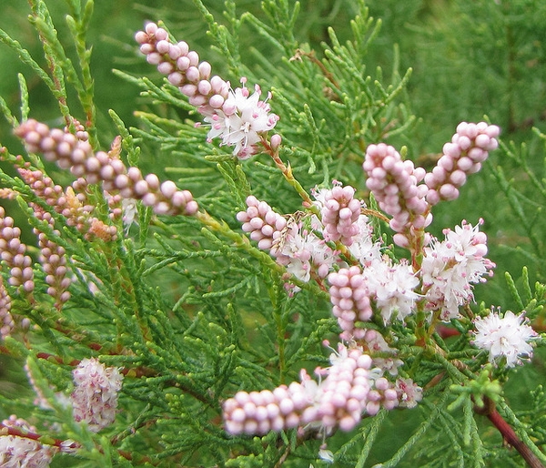Tamarix gallica