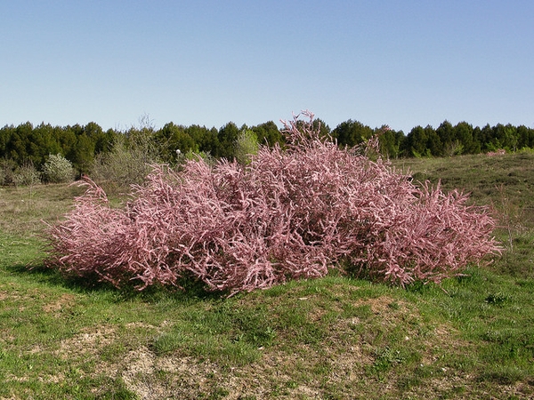 Tamarix gallica