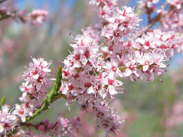 Tamarix gallica