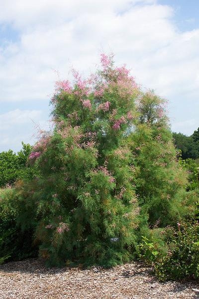 Tamarix gallica