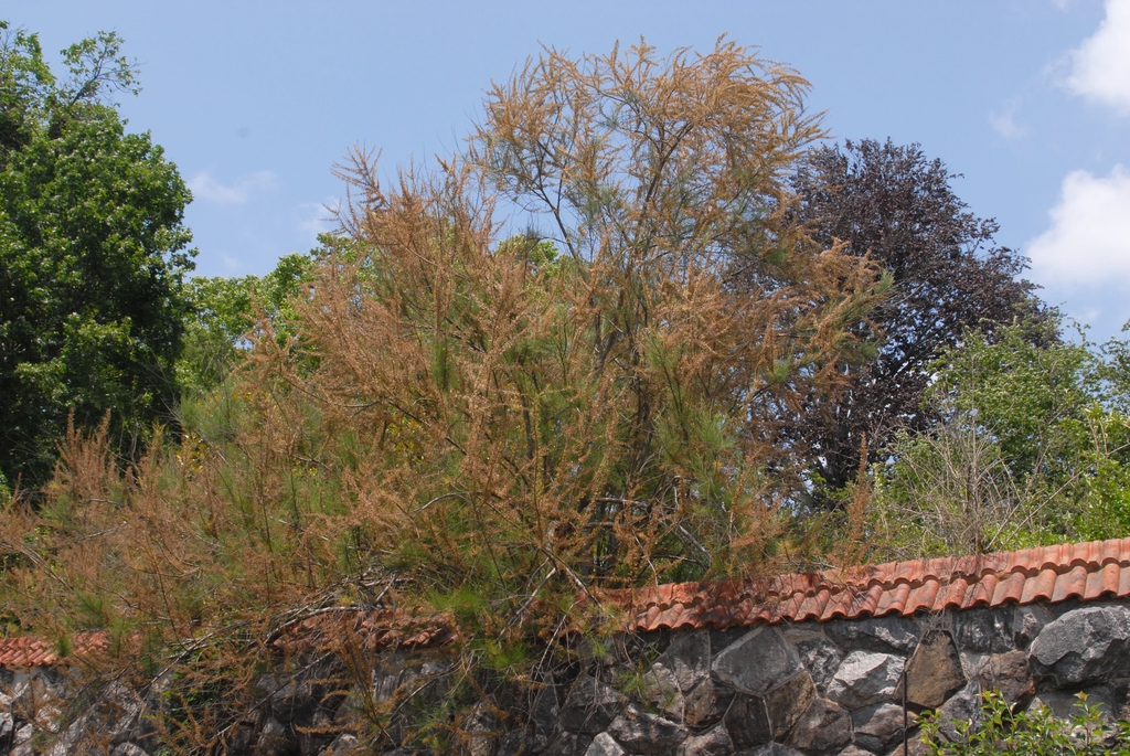 Tamarix ramosissima