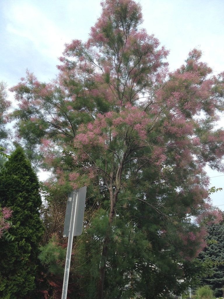 Tamarix ramosissima