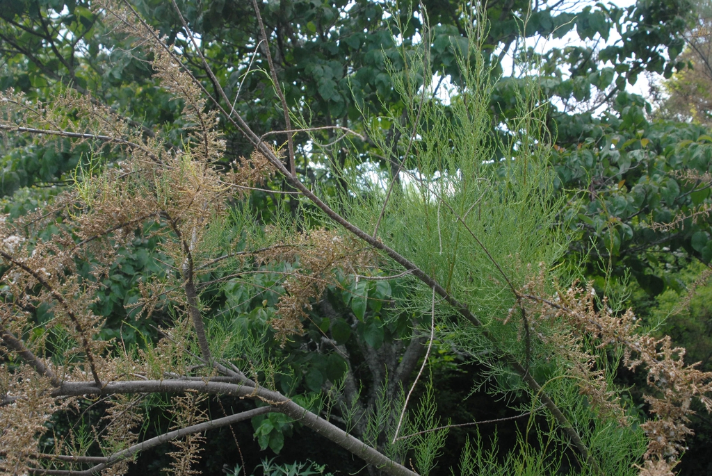 Tamarix ramosissima