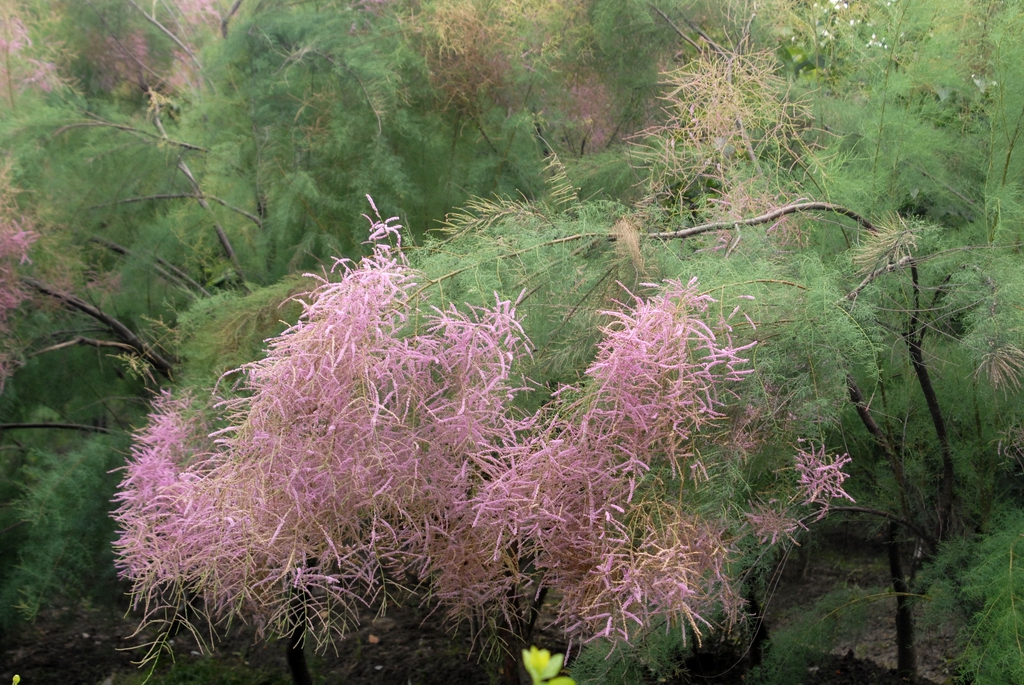 Tamarix ramosissima