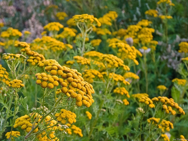 Tanacetum vulgare
