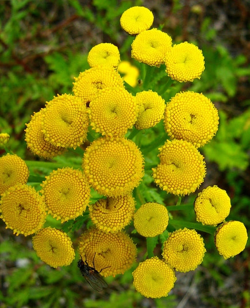 Tanacetum vulgare
