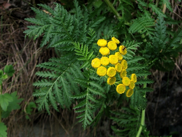 Tanacetum vulgare