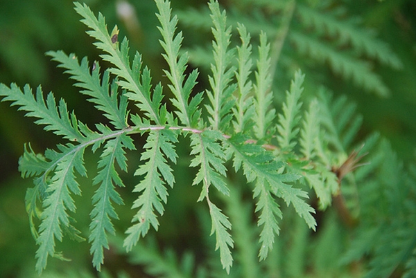 Tanacetum vulgare