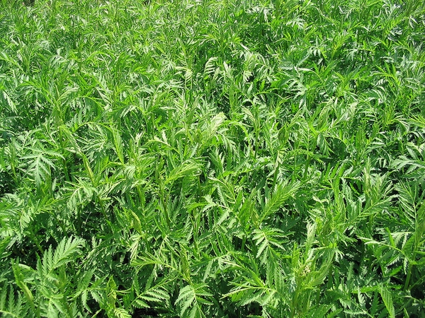 Tanacetum vulgare