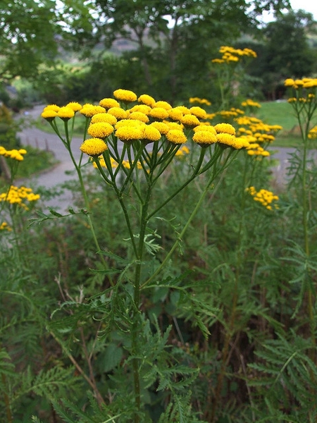 Tanacetum vulgare