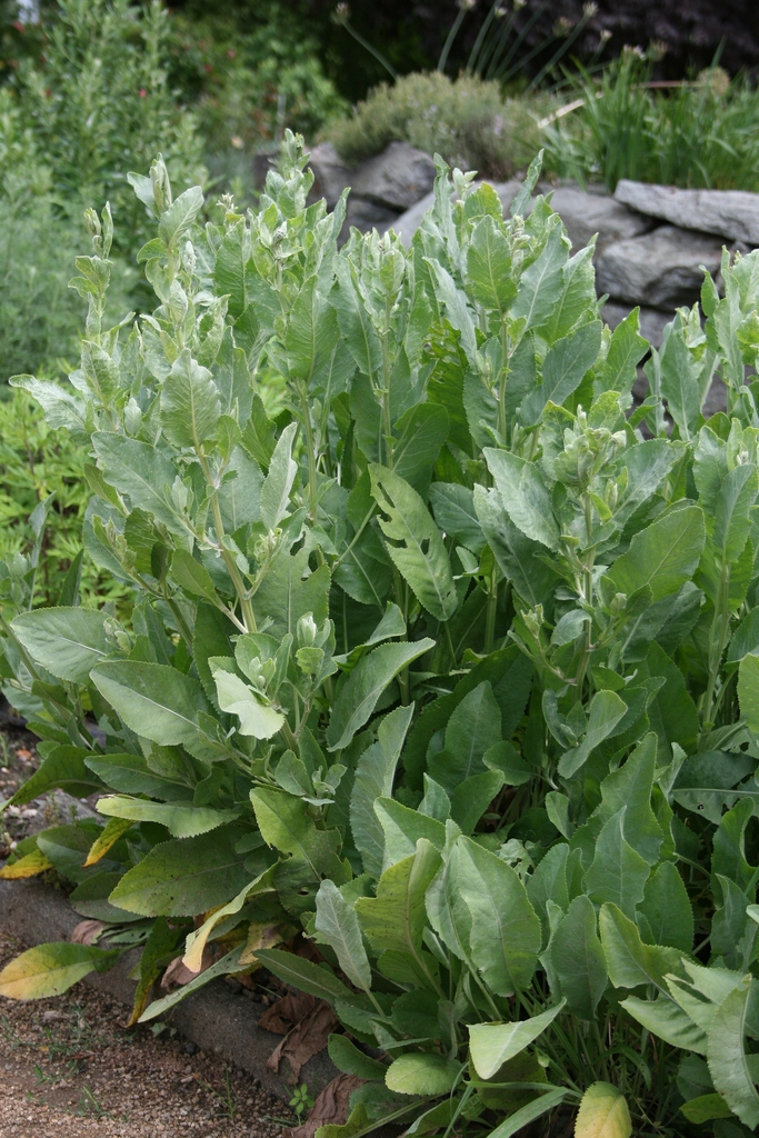 Form