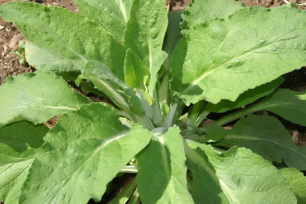 Form consisting of a crown of green elongated leaves in April.
