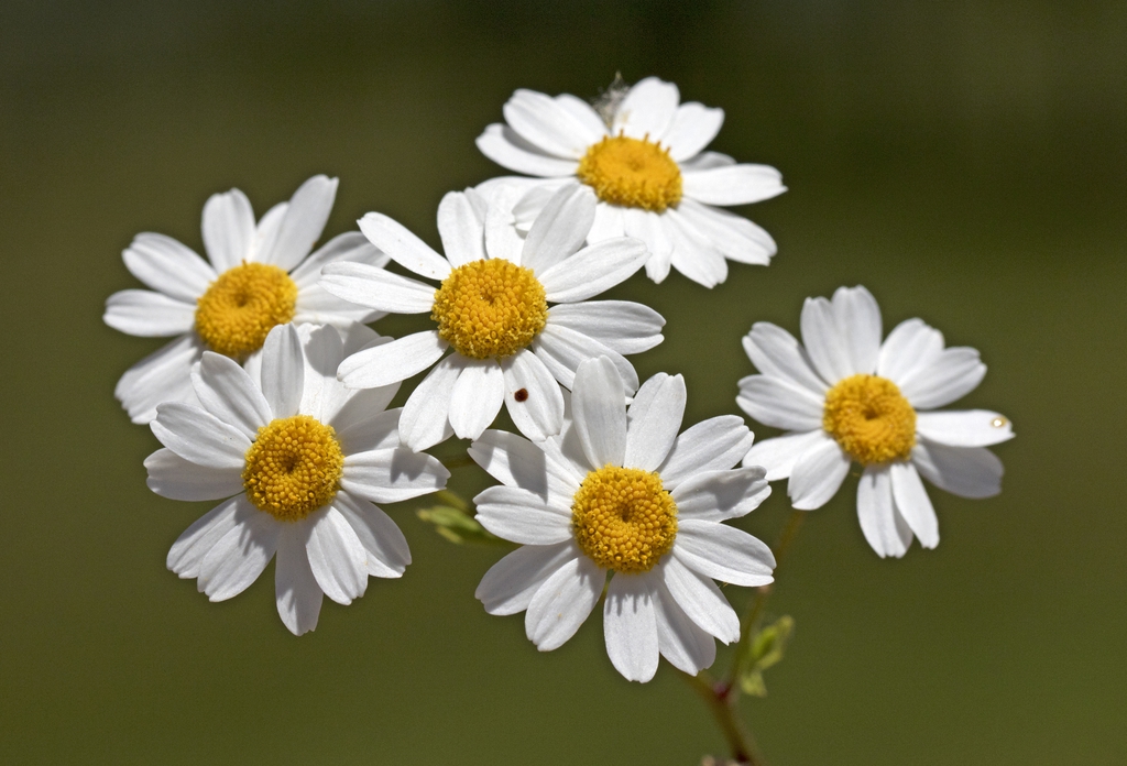 Tanacetum parthenium