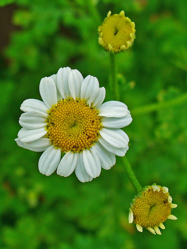Tanacetum parthenium
