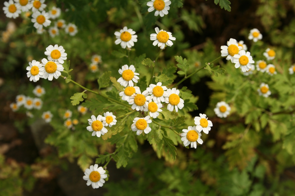 Form