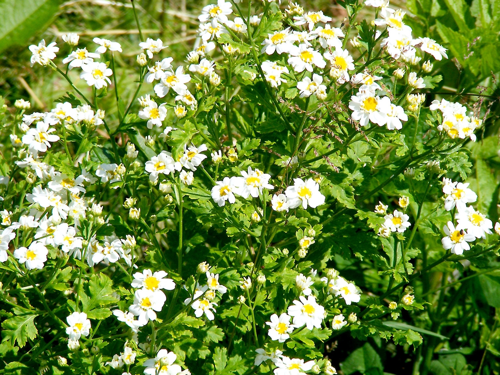 Tanacetum parthenium