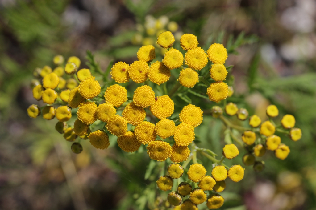 Tanacetum vulgare