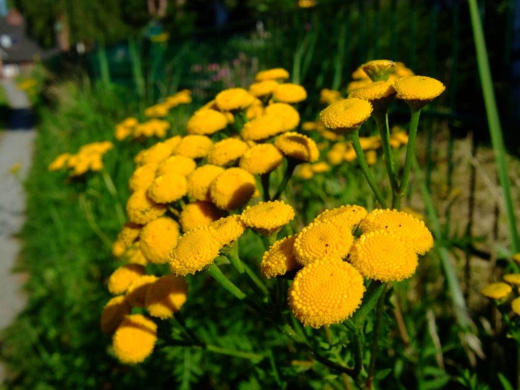 Form