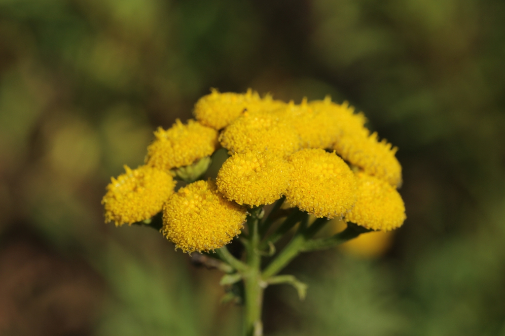 Tanacetum vulgare