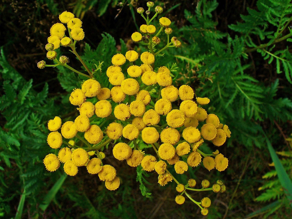 Form