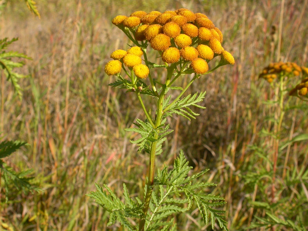 Tanacetum vulgare
