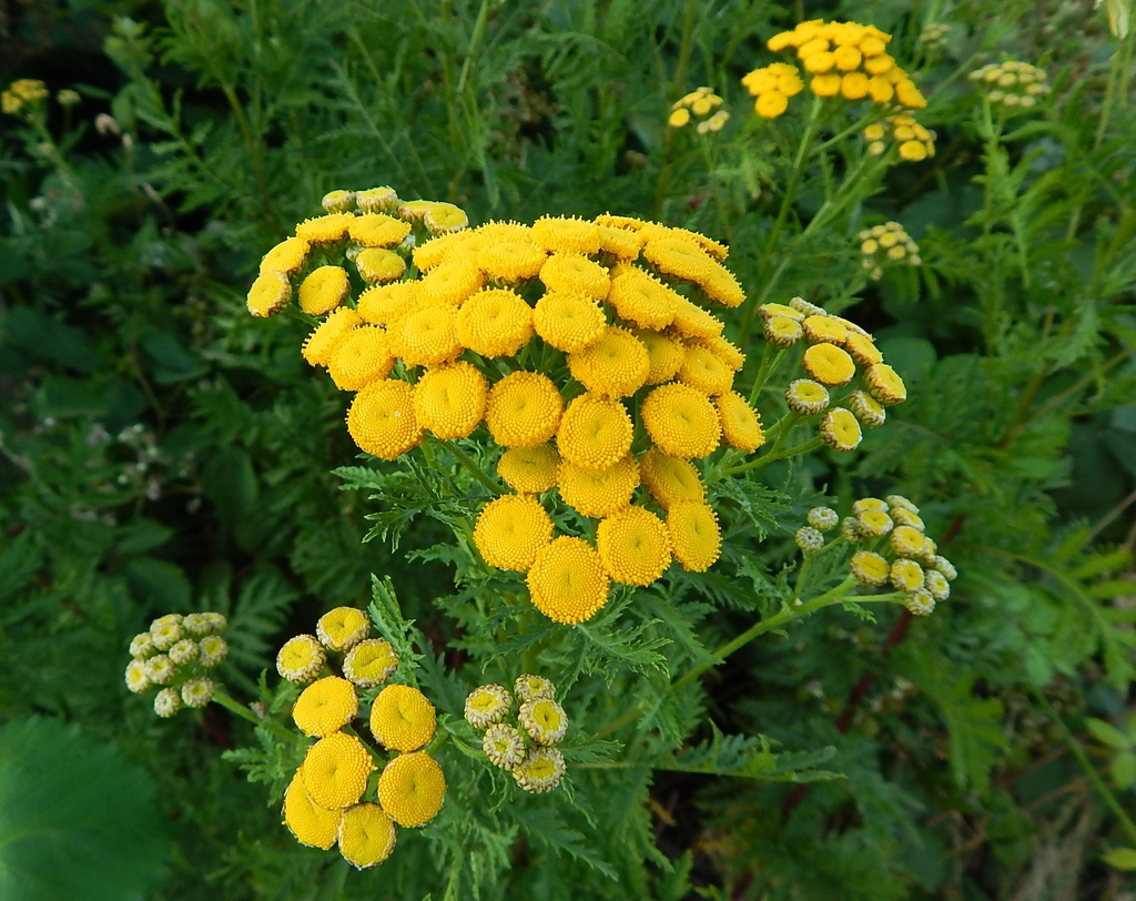 Form