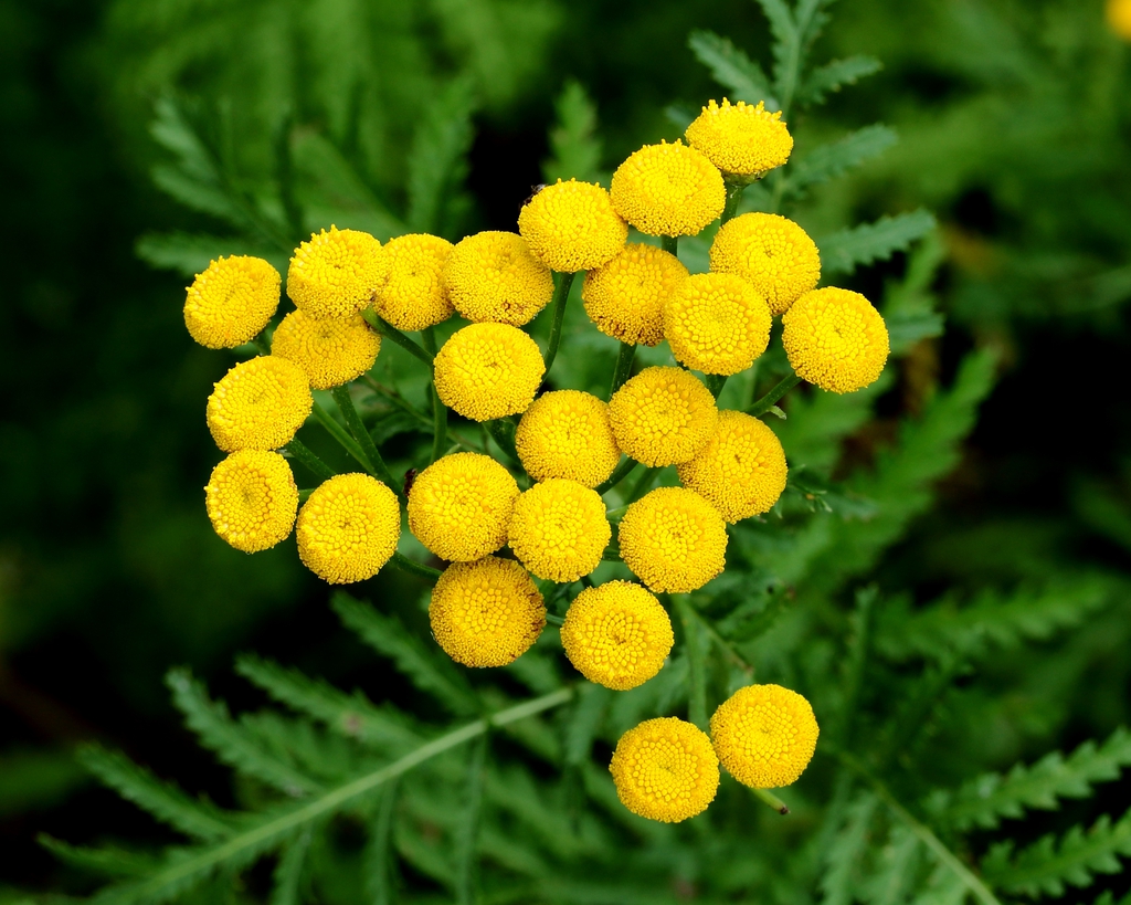 Form